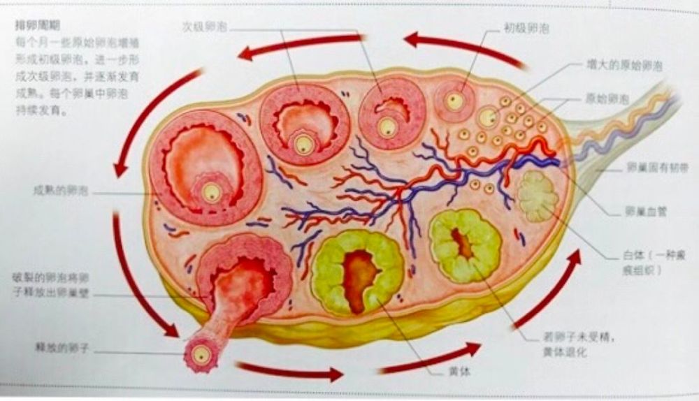 上海捐卵公司机构-做试管婴儿需要哪些文件？